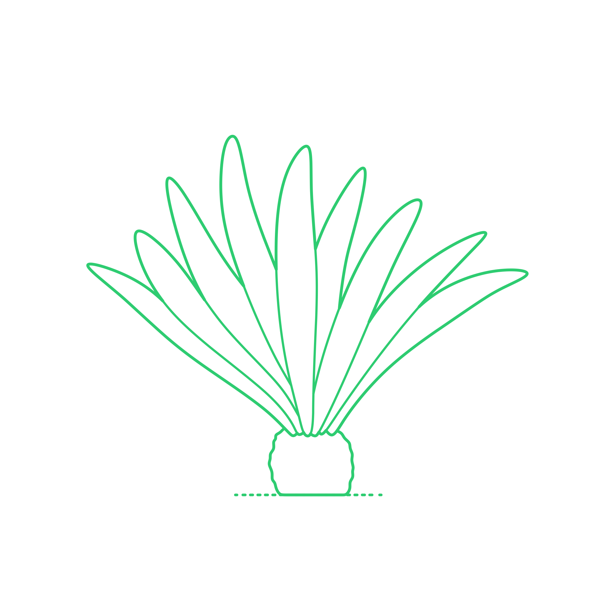 Plants Cycads Zululand Cycad Simple Line Art Svg Free Vectors